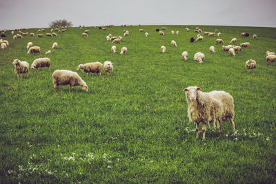 Sheep grazing in a field