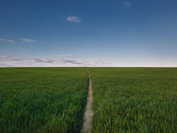 Narrow footpath piercing a growing wheat field. picturesque natural landscape, country scene