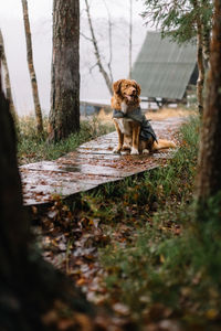 Adorable brown nova scotia duck tolling retriever sitting on wooden path among the pine trees. 