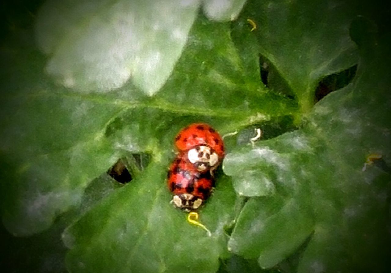 CLOSE-UP OF LADYBUG ON WALL