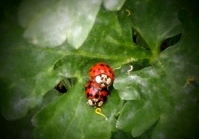 Close-up of ladybug on wall