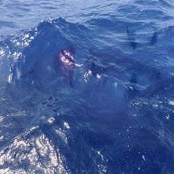 Reflection of trees in water