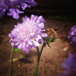 Close-up of bee pollinating on purple flower