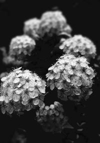 Close-up of flowers blooming outdoors