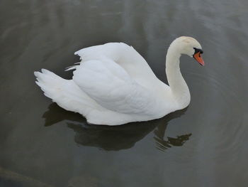 Swan floating on lake