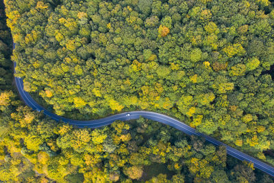 High angle view of yellow flowering plants by road