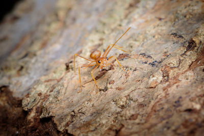 Close-up of spider