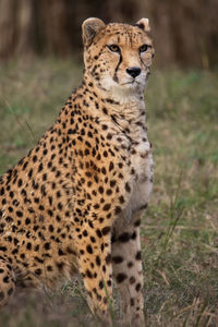 Close-up of cheetah relaxing on field