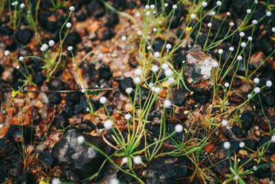 High angle view of plants on field