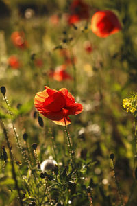 Close-up of poppy blooming outdoors