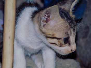 Close-up of a cat looking away