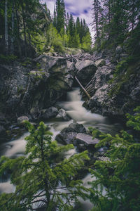 Scenic view of waterfall in forest