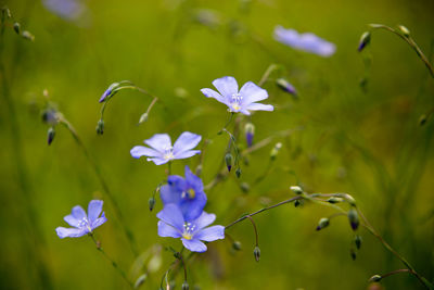 Close-up of purple flowering plants