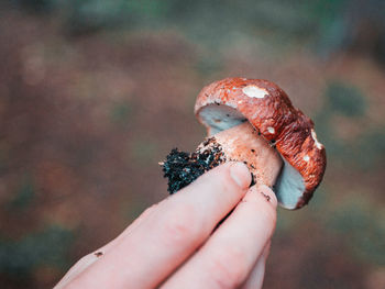 Close-up of hand holding porcini mushroom