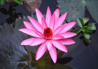 Close-up of pink flower