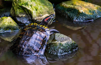 Close-up of turtle on rock