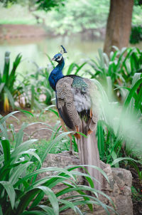 Bird perching on a tree