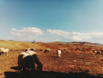 Cows on field against sky