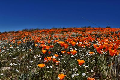 Close-up of orange flowers on field against blue sky