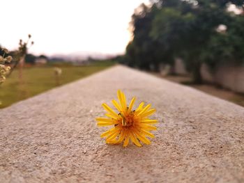 Close-up of yellow flowering plant on road