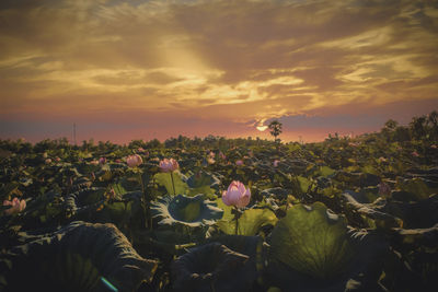 Flowering plants on field against sky during sunset