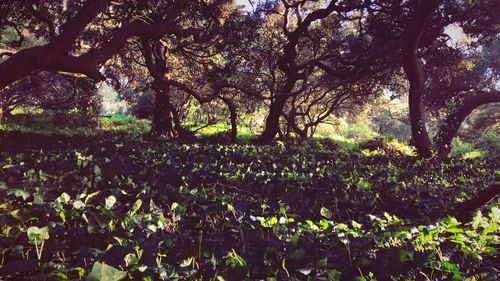 View of trees in park