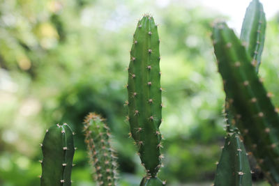 Close-up of cactus plant