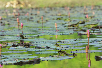 Close-up of ducks floating on water