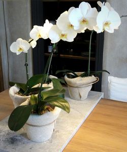 White orchids at home