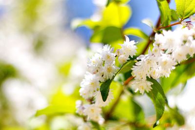 Close-up of white flowers blooming in park