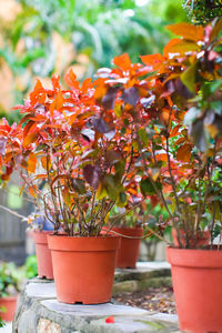 Close-up of red flower pot on potted plant