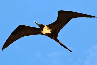 Low angle view of eagle flying against clear blue sky