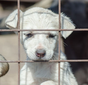 Close-up of dog looking through metal fence