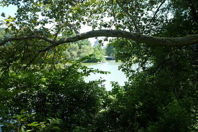 Scenic view of lake in forest