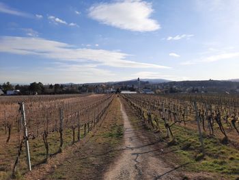 Scenic view of vineyard against sky