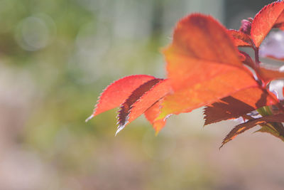 Close-up of red maple leaf