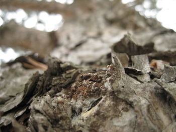 Close-up of dried leaf on tree trunk