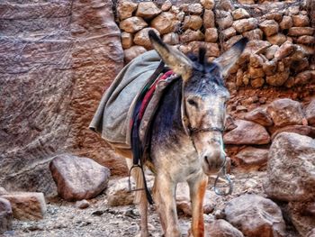 Donkey at al khazneh