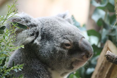 Close-up of a koala bear