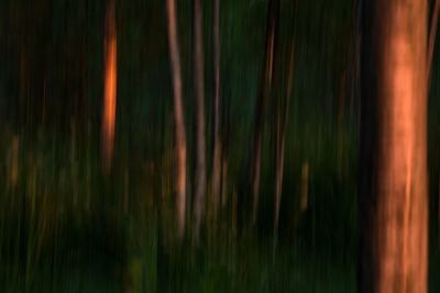Full frame shot of bamboo trees in forest
