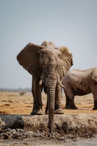 Elephant walking on field against clear sky