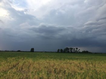 Scenic view of agricultural field against sky