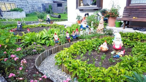 Potted plants in yard