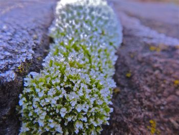 Close-up of flowers blooming outdoors