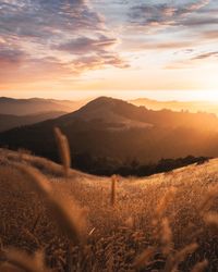 Scenic view of field against sky during sunset