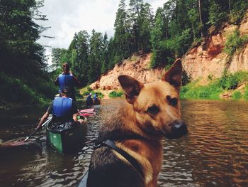 Dog standing in water