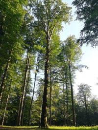 Low angle view of trees in forest against sky