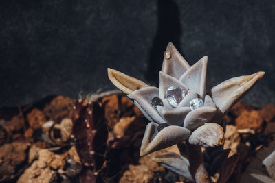 Close-up of succulent plant on field