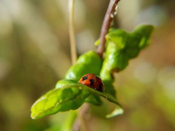 Close-up of ladybug on leaf