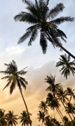 Low angle view of palm trees against sky